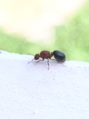 Meranoplus bicolor