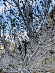 Ficus johannis