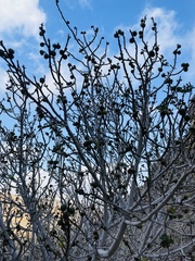 Ficus johannis
