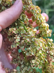 Rumex longifolius