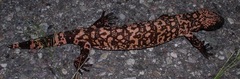 Heloderma suspectum