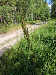 Rumex longifolius