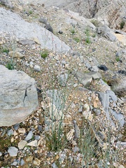 Asphodelus tenuifolius