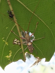 Olenecamptus bilobus
