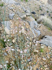 Asphodelus tenuifolius