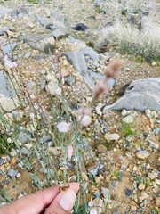 Asphodelus tenuifolius