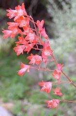 Heuchera sanguinea