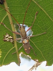 Olenecamptus bilobus