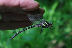 Cordulegaster obliqua