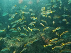 Mulloidichthys dentatus