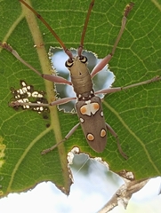 Olenecamptus bilobus