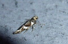 Pyroderces deamatella