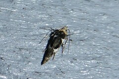 Pyroderces deamatella