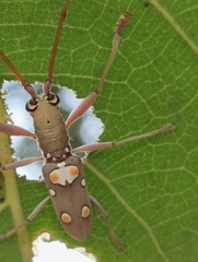 Olenecamptus bilobus
