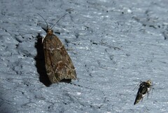 Pyroderces deamatella