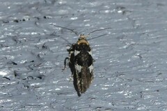 Pyroderces deamatella