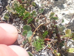 Anisotome aromatica