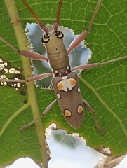 Olenecamptus bilobus