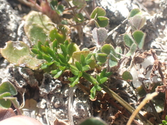 Anisotome aromatica