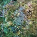 Mycale magnirhaphidifera - Photo (c) Alberto Alcalá, algunos derechos reservados (CC BY), subido por Alberto Alcalá