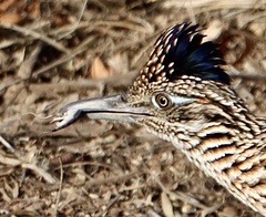 Geococcyx californianus