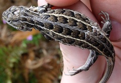 Sceloporus slevini