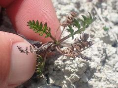 Anisotome aromatica