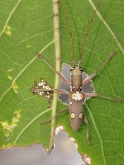 Olenecamptus bilobus