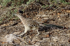 Geococcyx californianus