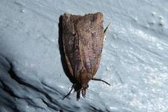 Planotortrix