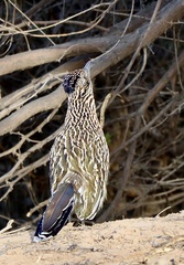 Geococcyx californianus