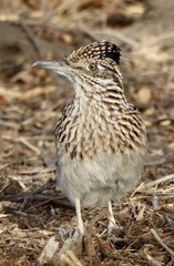 Geococcyx californianus