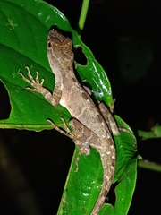 Anolis cobanensis