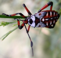 Pachylis neocalifornicus