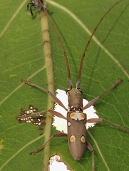Olenecamptus bilobus