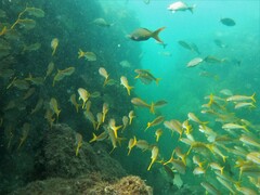 Mulloidichthys dentatus