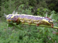 Truncaptera truncata