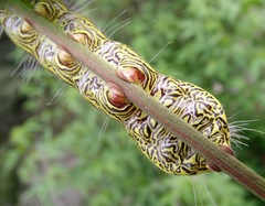 Truncaptera truncata