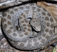 Crotalus pricei