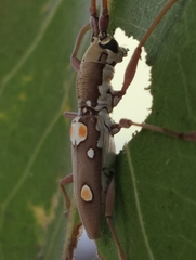 Olenecamptus bilobus