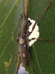 Olenecamptus bilobus