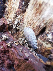 Merulana translucida