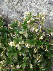 Palicourea boqueronensis