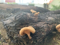 Lentinus