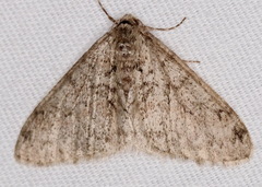 Phigalia strigataria