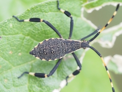 Gelonus tasmanicus