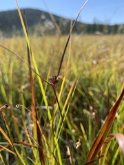 Juncus hallii