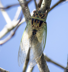 Arunta interclusa