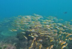 Mulloidichthys dentatus