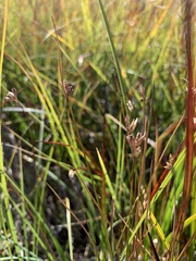Juncus hallii